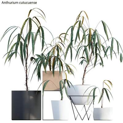 现代植物盆栽-34